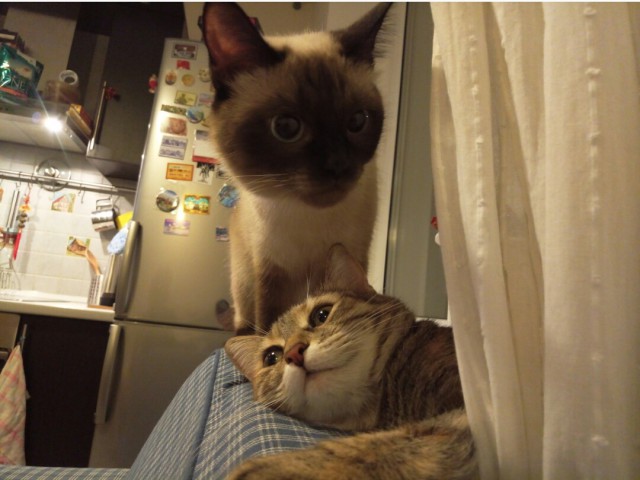 Котовторник 9.01.2018