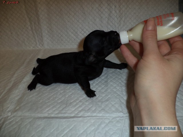 Жили-были той и стаф…