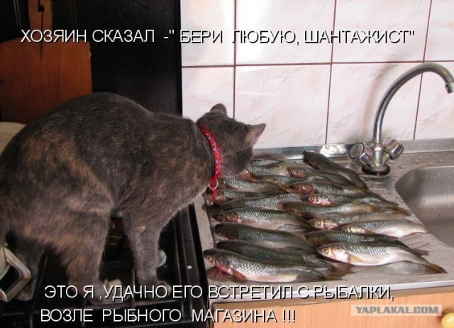 Котовторнику Да (09.12.08)