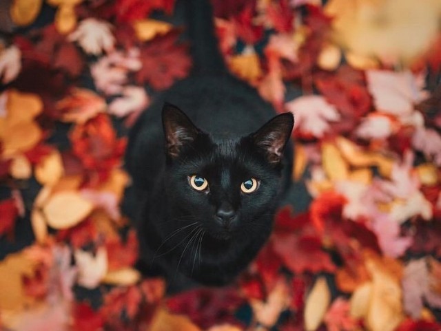 Прикольных котов пост