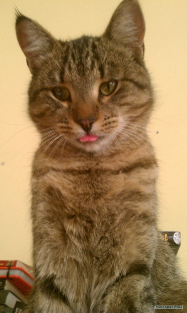 Котовторник (31.01.2012)