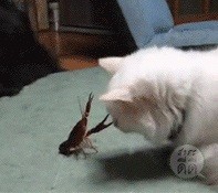 Рак не очень любит кота