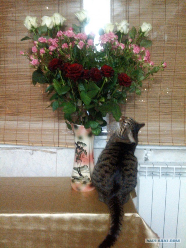 Котовторник 27.03.2012