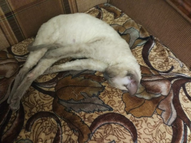Кошки, которые заснули в самых невообразимых позах