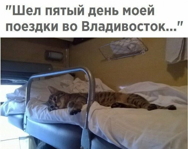 Анекдоты, соц-сети, истории и картинки с надписями