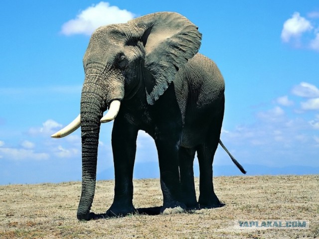 Это интересно! 40 фактов о слонах