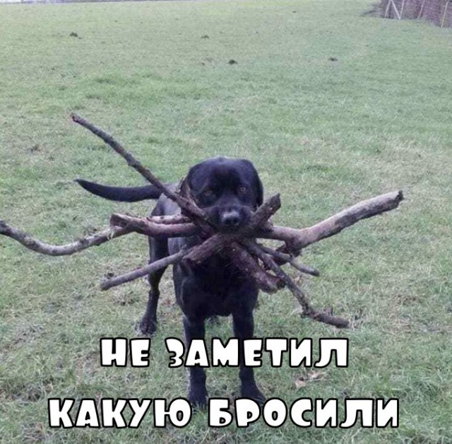 Картинки с надписями и анекдоты