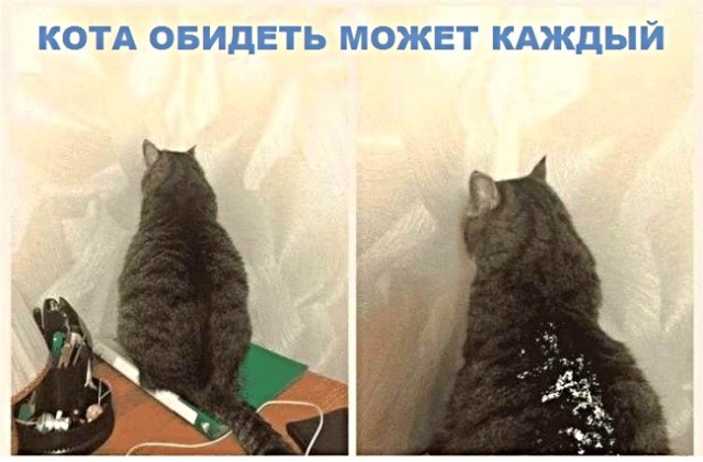 Картинки с котами и про котов