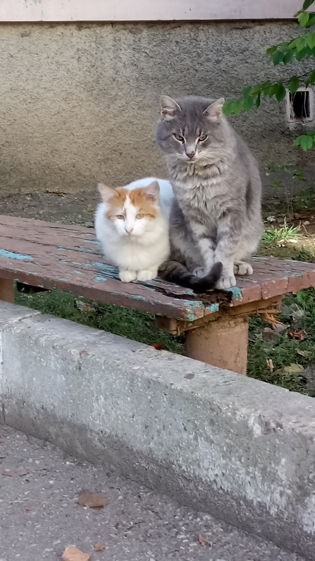 Живность из сети