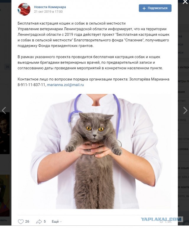 Помогите вернуть кота! Приют "Преданное сердце" украл кота и не отдает!-2
