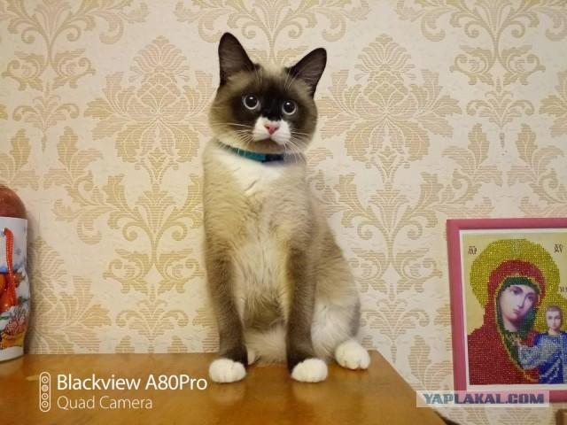 Котейка с улицы