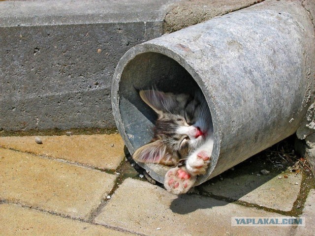 Не знаю, что делать - мелкий черный кот