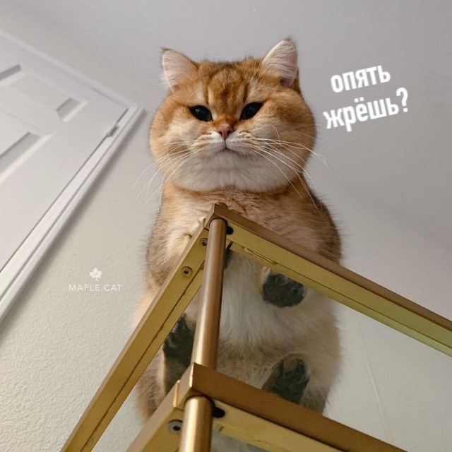 Эти забавные животные