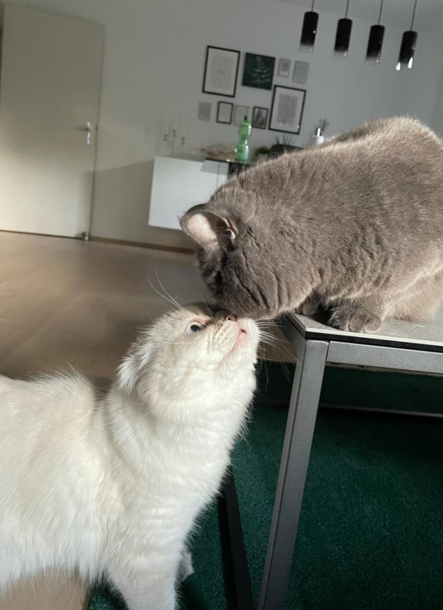 Мой самый первый КОТовторник!