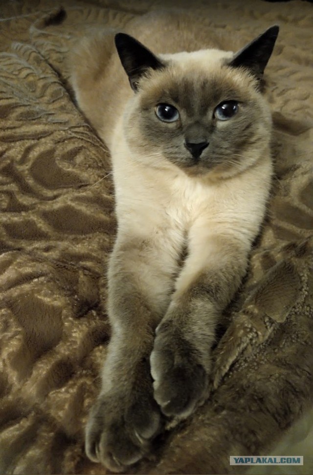 Котовторник 28.09.21