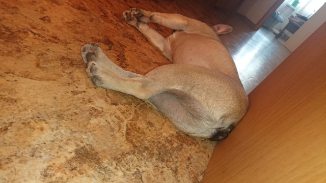 Много спят и мало гуляют: ТОП-5 ленивых собак, которые подойдут неактивным людям