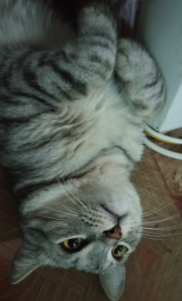 Котовторник. Февраль
