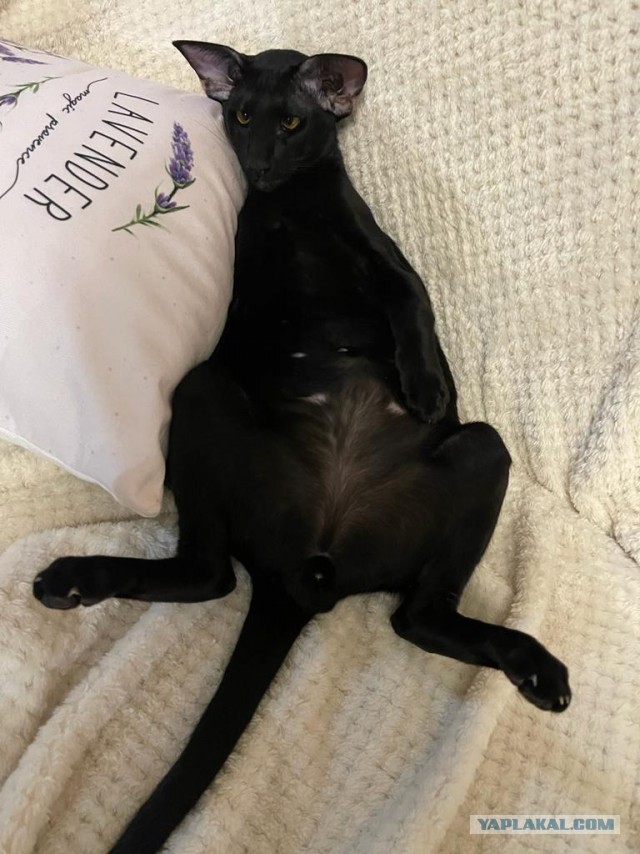 Котовторниковское