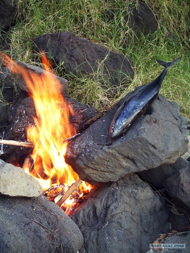 Они живут только 40 лет