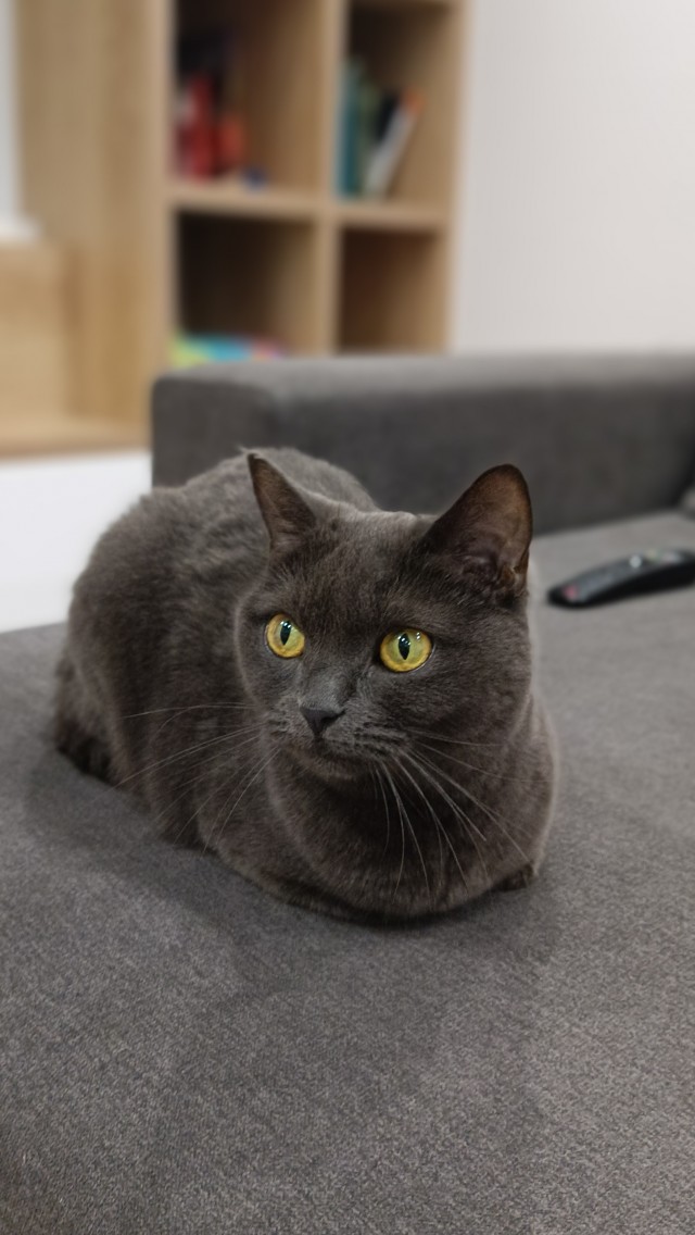 Котовторник 18.10.22