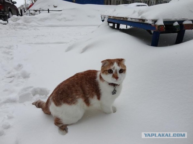 Котовторник 26.03.2013