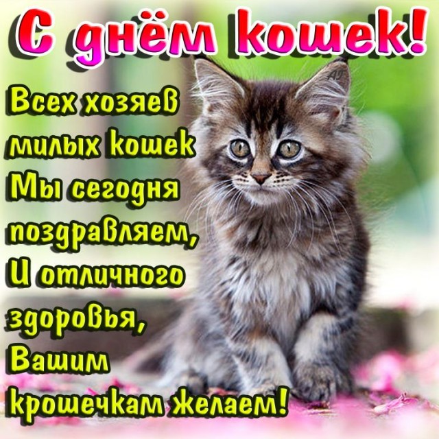 Кошачий футбол