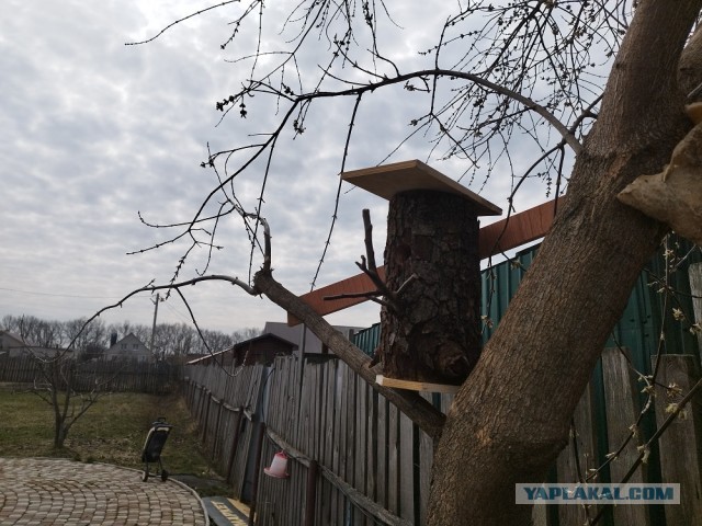 Как я делал синичник