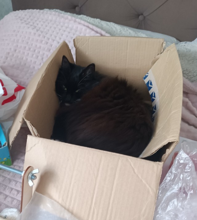 Ловушки для котов
