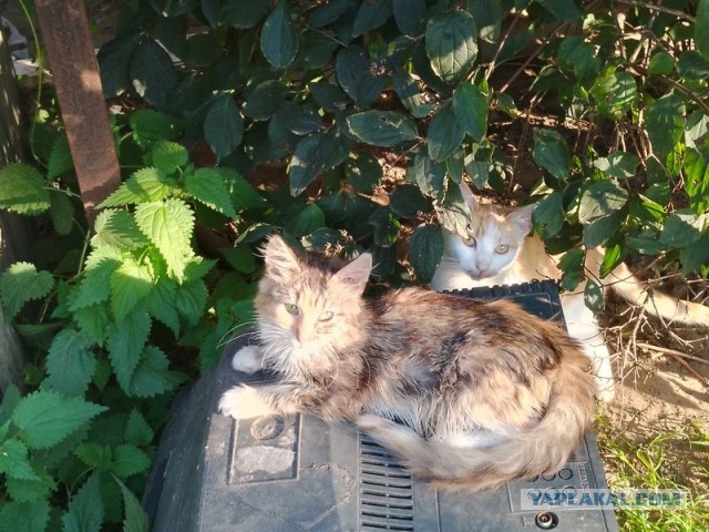 Жизнь домашнего приюта для котеек 462