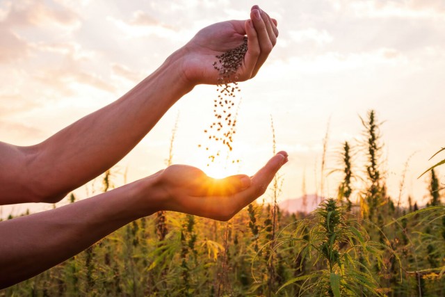 Коноплю хотят использовать как фильтр для очистки воздуха