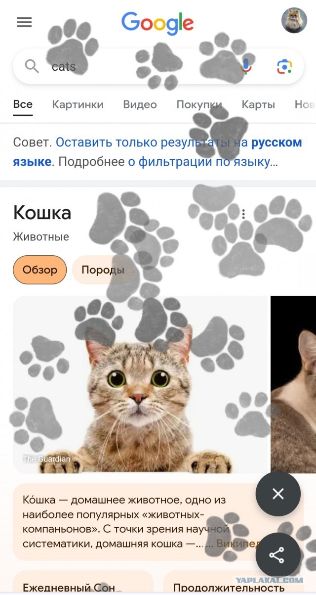 Пасхалка из Google