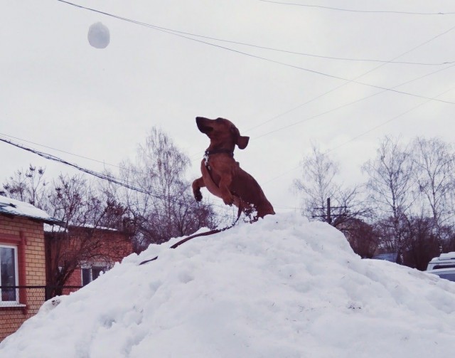 Собачка зайдет?