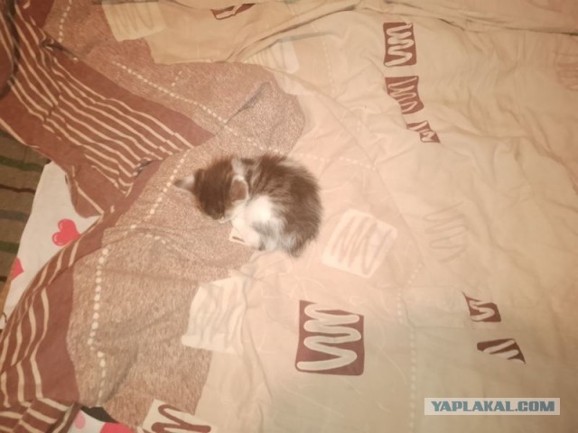 Жизнь домашнего приюта для котеек 494