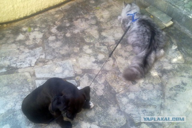 Котовторник 21.05.2013