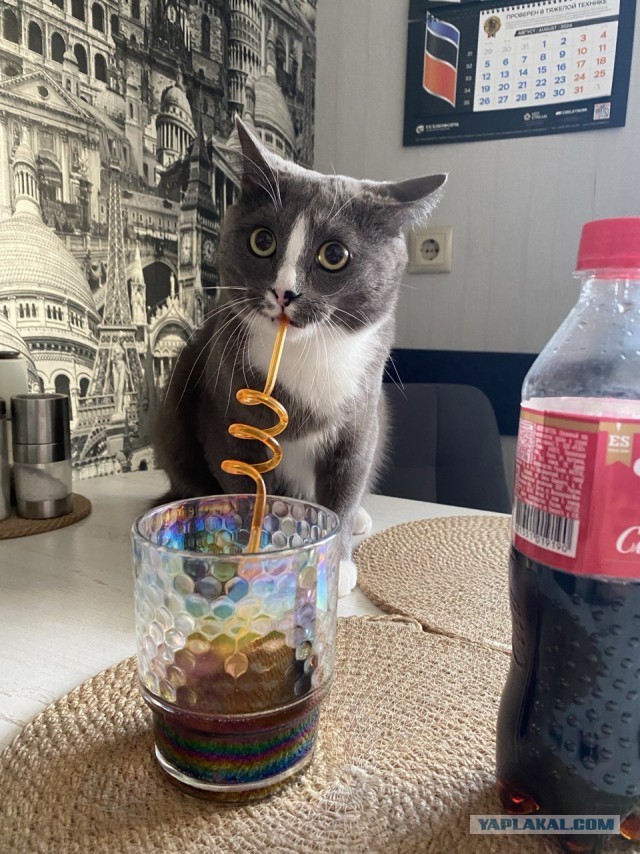Котовторник же!