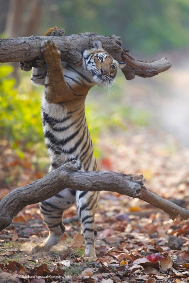 Самые смешные коты и кошки за всю историю комичного конкурса Comedy Wildlife Photography Awards
