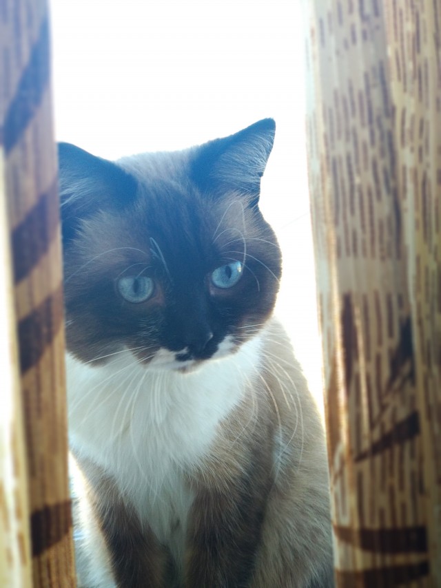 Мой котеич