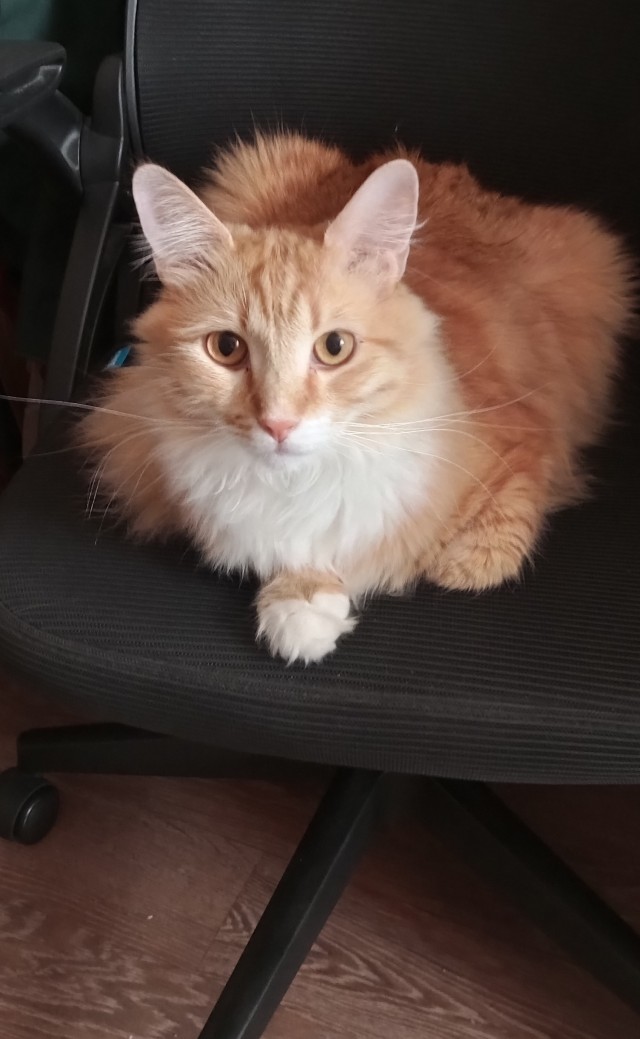 Нефотогеничный кот
