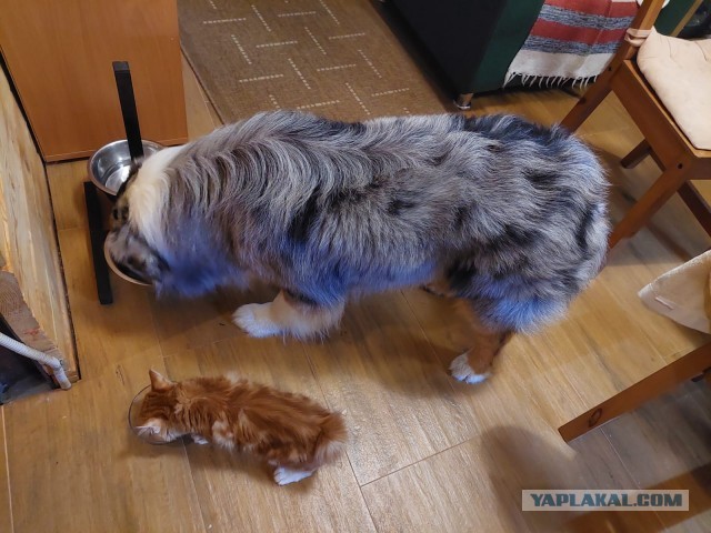 К предстоящему котовторнику