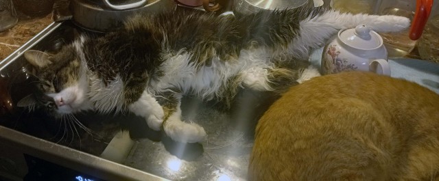 Котовторник наступил