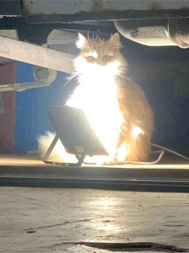 Котовторник 16.12.2025