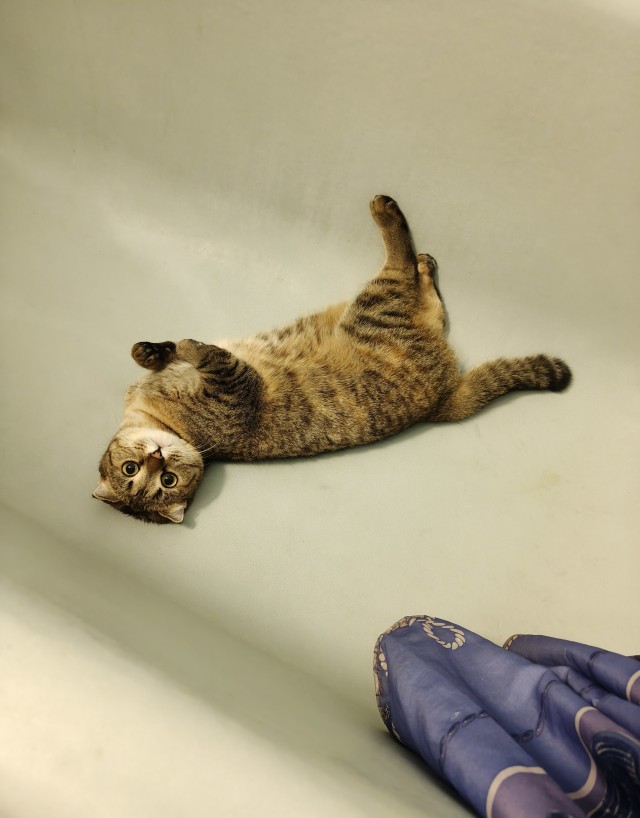 Тазик наше всё