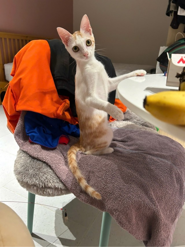 Котофторник жеж