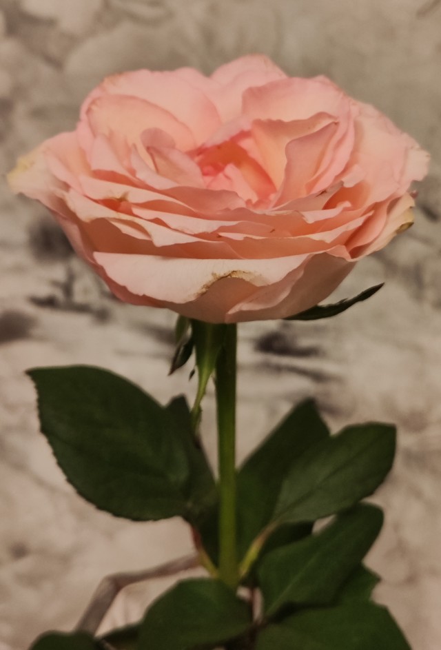 Мальчику не продали букет для мамы накануне 8 Марта в Нижнем Новгороде