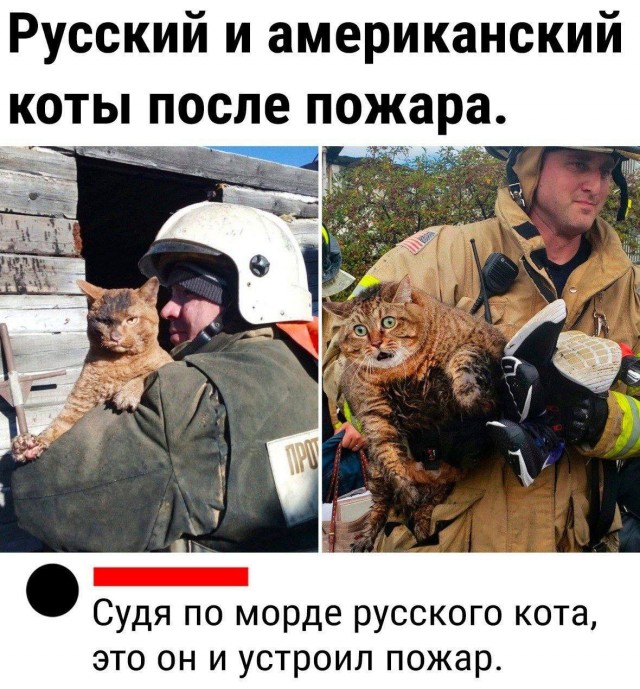Живого котёнка замуровали в крыше пиццерии в Москве