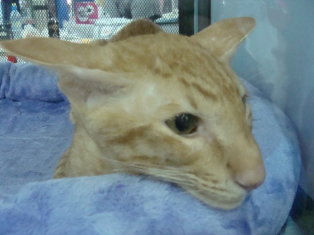 Выставка кошек. Котовторник