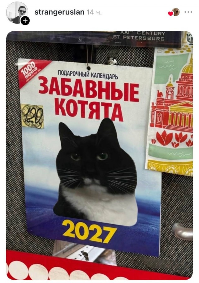 В интернете спорят из-за кота с «огромной круглой головой», который в итоге собрал армию фанатов