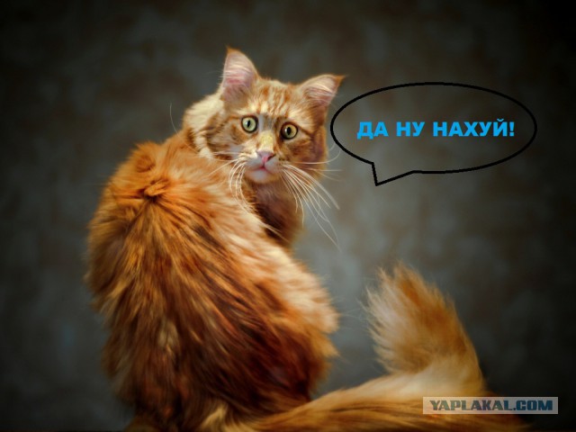 Фото не для слабонервных.