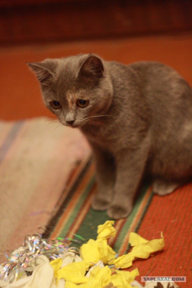 Котовторник 22.04.2014