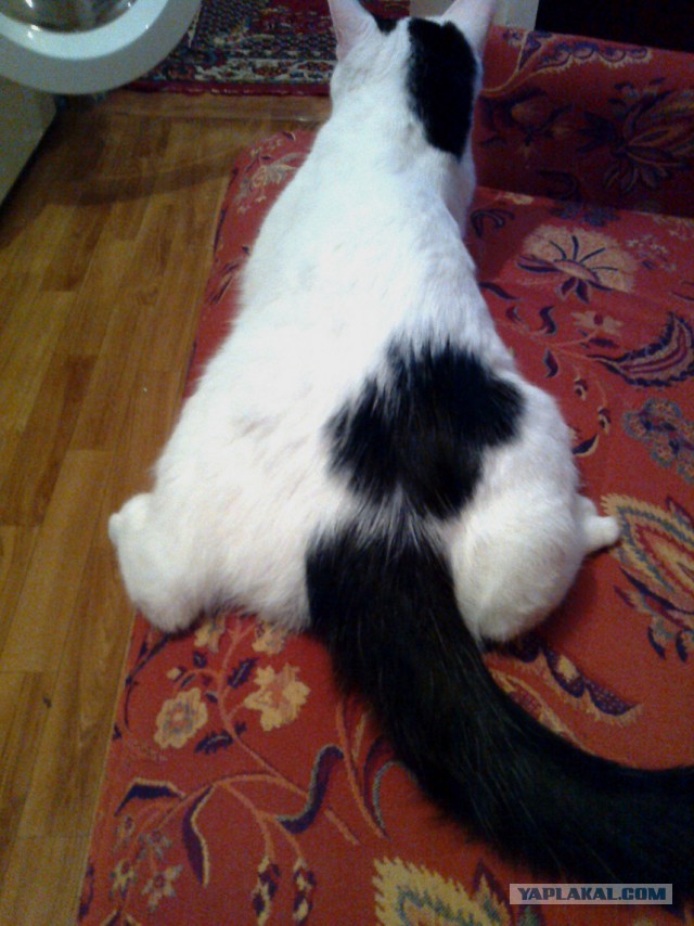 Котовторник  08.07.2014